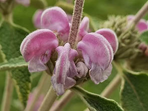 Phlomis purpurea